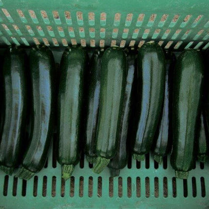 Squash - Zucchini Desert (F1) Powdery Mildew Resistant - Whitwam Organics