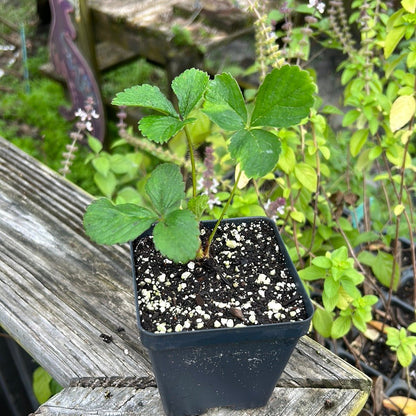 buy potted strawberry plants Strawberry Plants-Florida Encore (Pre-Order Ships October) – Whitwam Organics