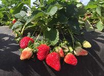 Strawberry Plants, Florida Brilliance - Whitwam Organics