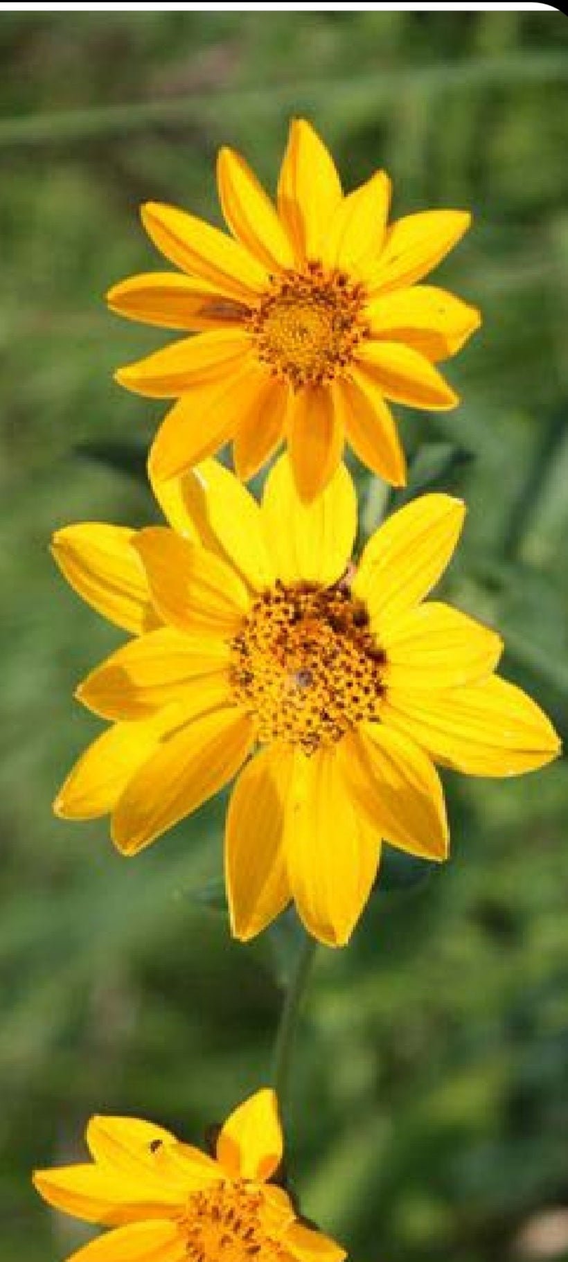 Sunflower - Early Sunflower (Heliopsis helianthoides) (Florida Native) - Whitwam Organics