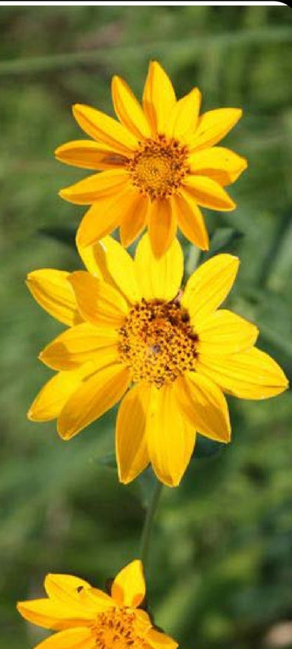Sunflower - Early Sunflower (Heliopsis helianthoides) (Florida Native) - Whitwam Organics