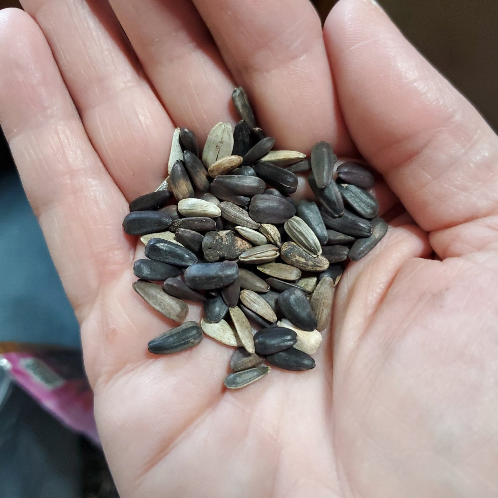 Sunflower - Lemon Queen - Whitwam Organics