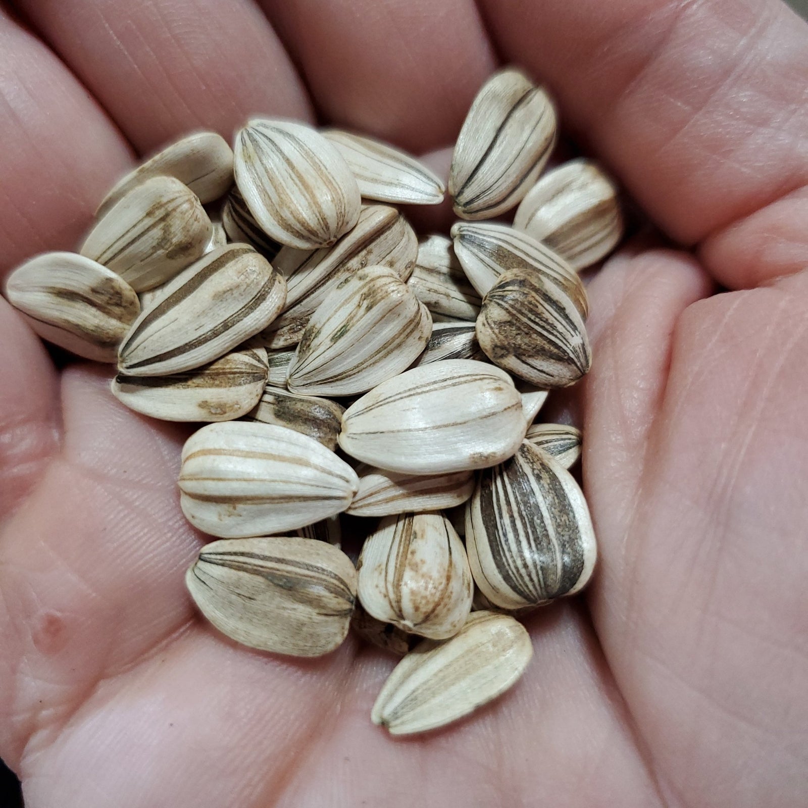 Sunflower - Mammoth Grey Stripe - Whitwam Organics