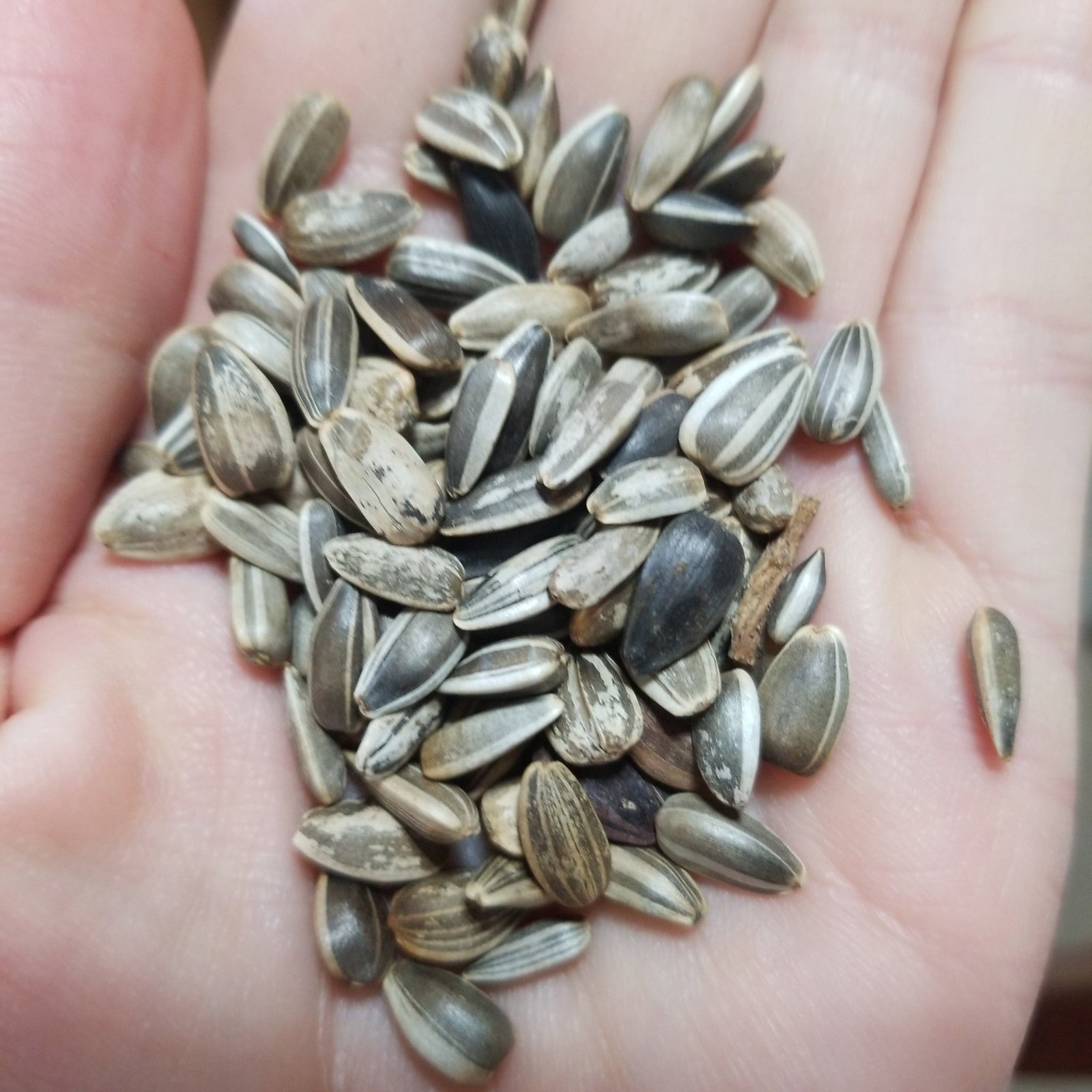 Sunflower - Sunspot - Whitwam Organics