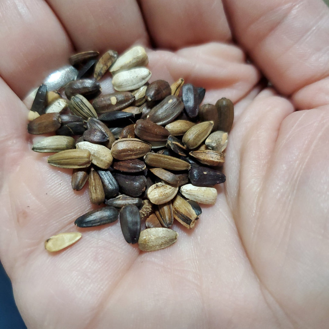 Sunflower - Velvet Queen - Whitwam Organics