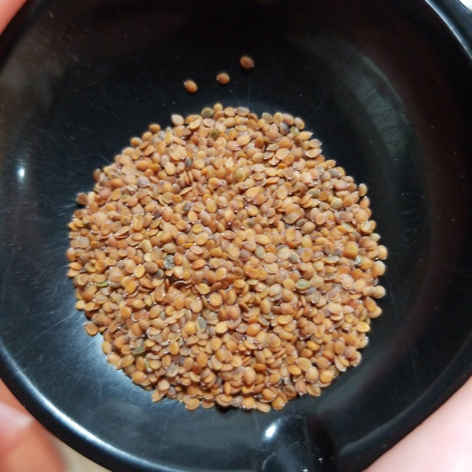 Sweet Alyssum - Whitwam Organics