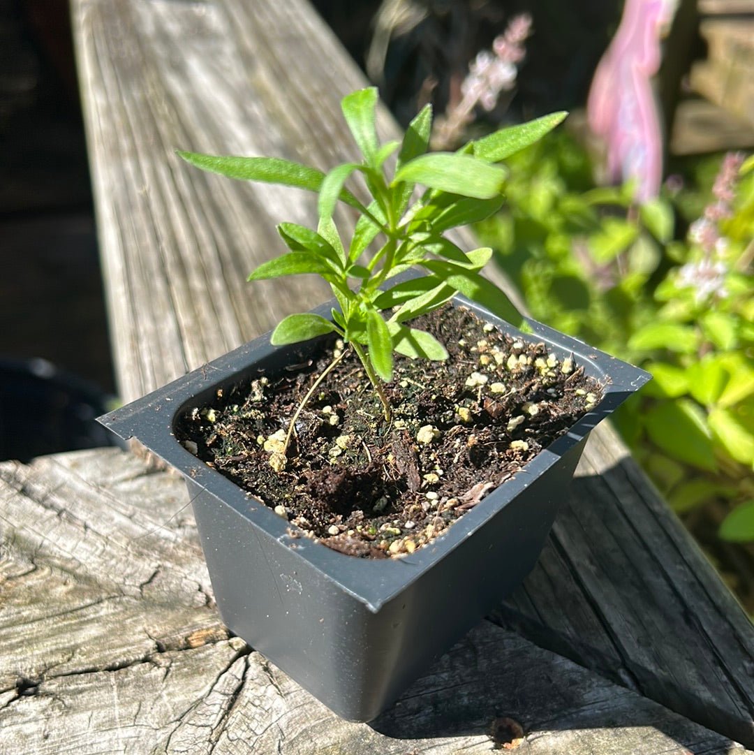 Sweet Alyssum - Whitwam Organics