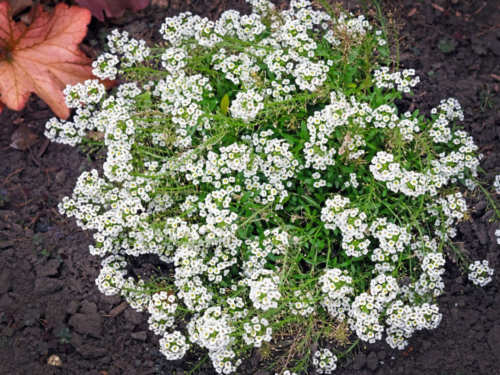 Sweet Alyssum - Whitwam Organics