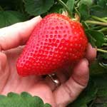 Strawberry Plants, Sweet Sensation® (Florida 127)