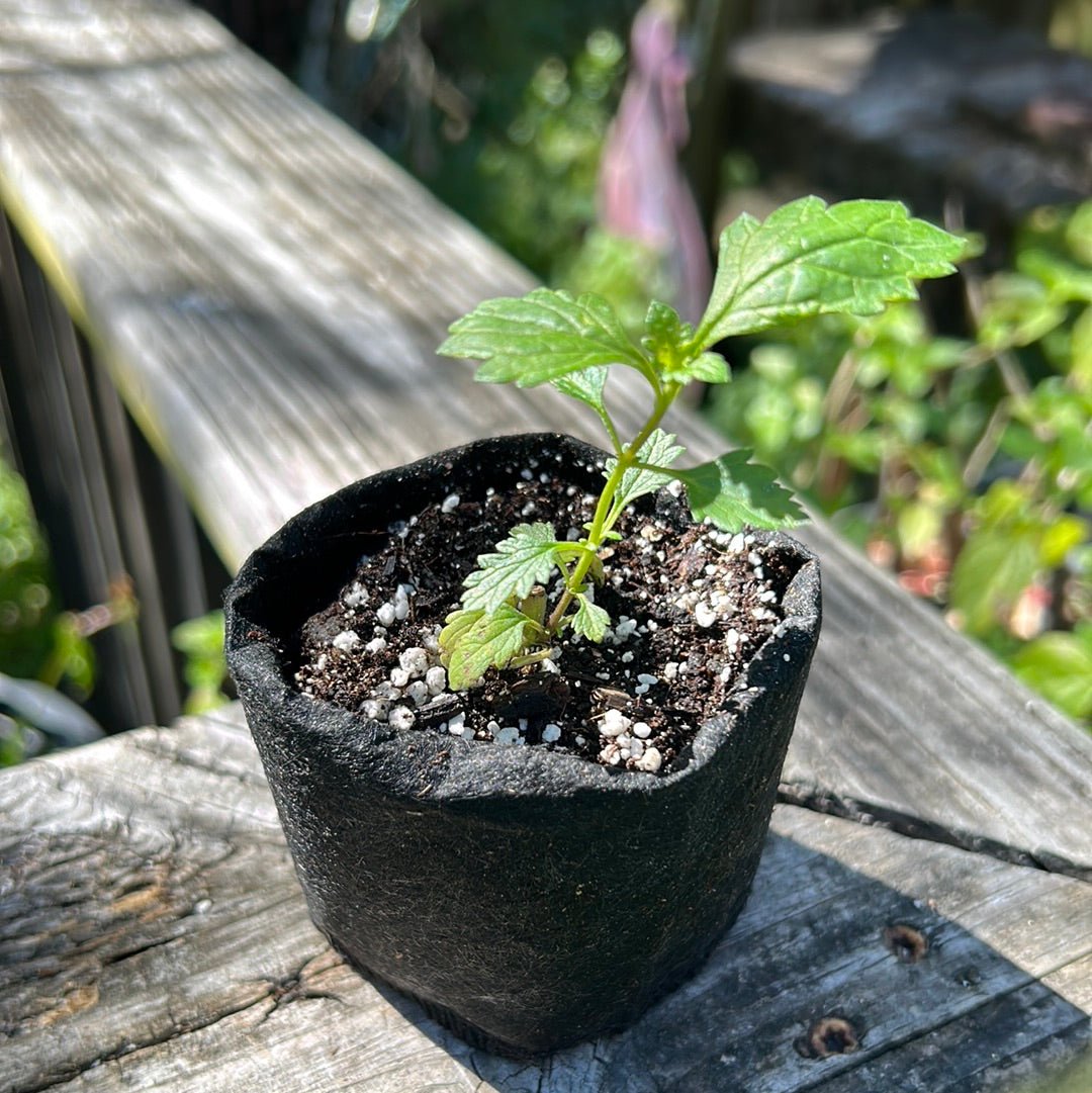 Tampa Verbena/Vervain (Glandularia tampensis) (Florida Native) - Whitwam Organics