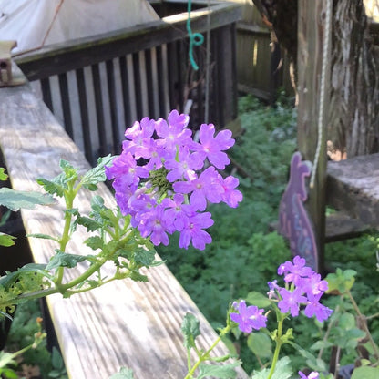 Tampa Verbena/Vervain (Glandularia tampensis) (Florida Native) - Whitwam Organics