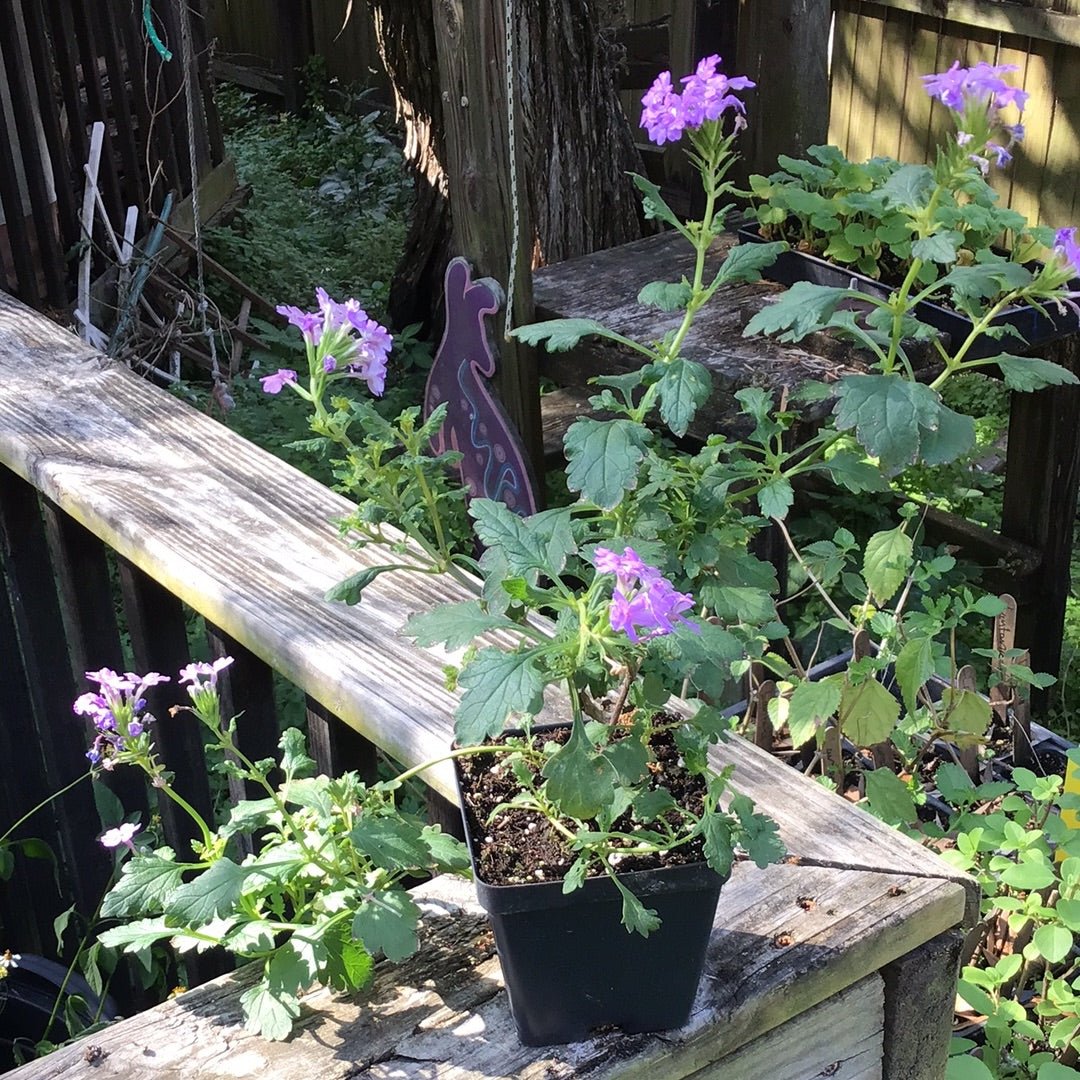 Tampa Verbena/Vervain (Glandularia tampensis) (Florida Native) - Whitwam Organics