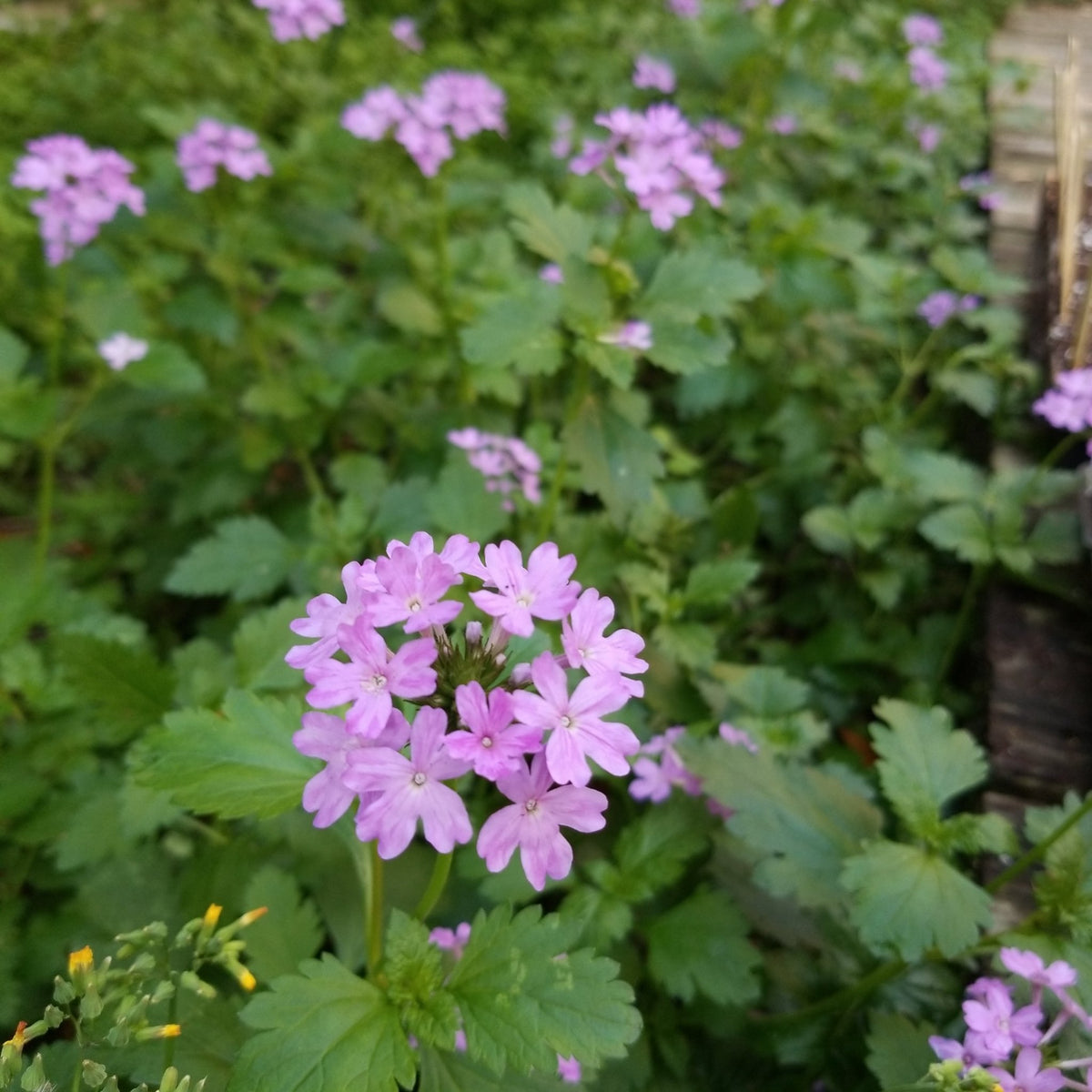 Tampa Verbena/Vervain (Glandularia tampensis) (Florida Native) - Whitwam Organics