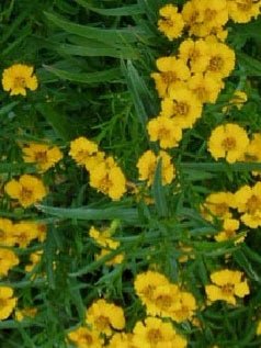 Tarragon - Texas Tarragon - Whitwam Organics