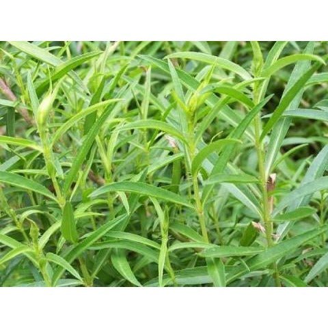 Tarragon - Texas Tarragon - Whitwam Organics