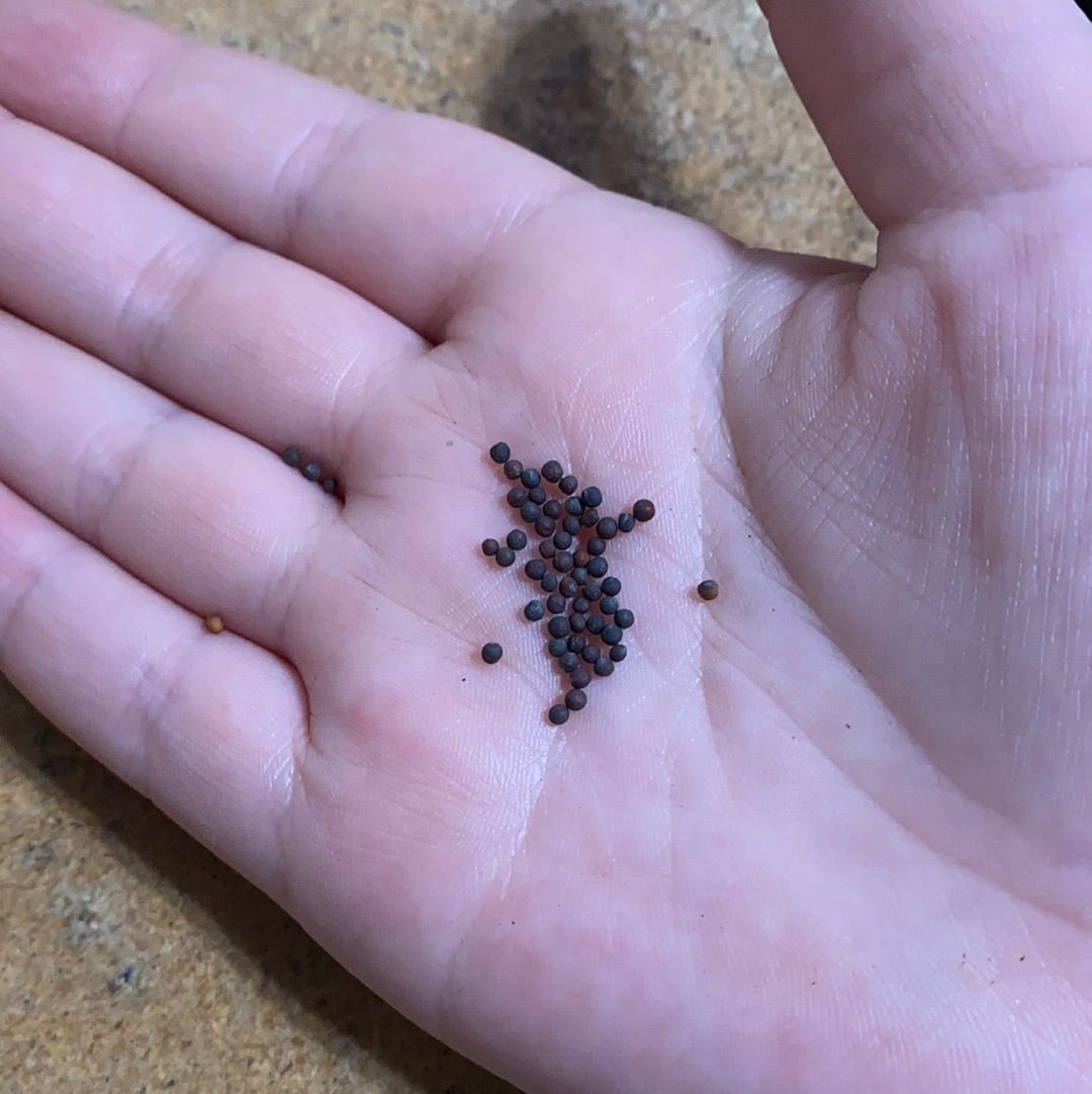 Tatsoi - Choho, Hybrid - Whitwam Organics