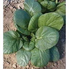 Tatsoi - Choho, Hybrid - Whitwam Organics