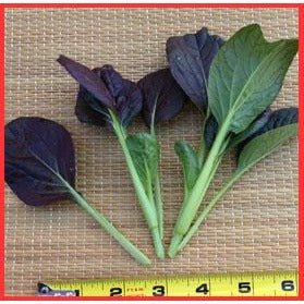 Tatsoi - Red Komatsuna, Hybrid - Whitwam Organics