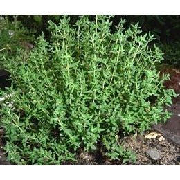 Thyme - Common - Whitwam Organics