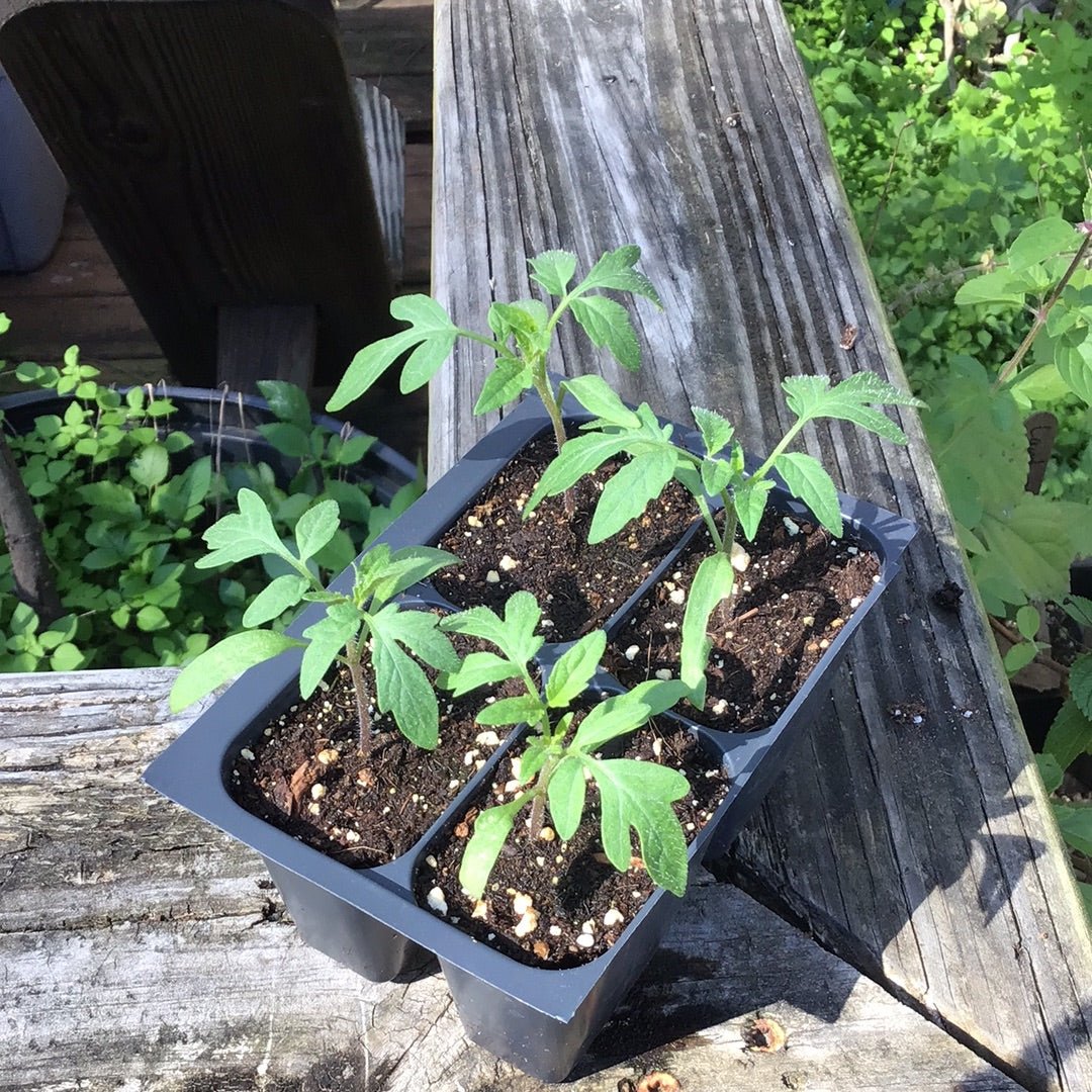 Tomato - Cherokee Purple (Heirloom) - Whitwam Organics