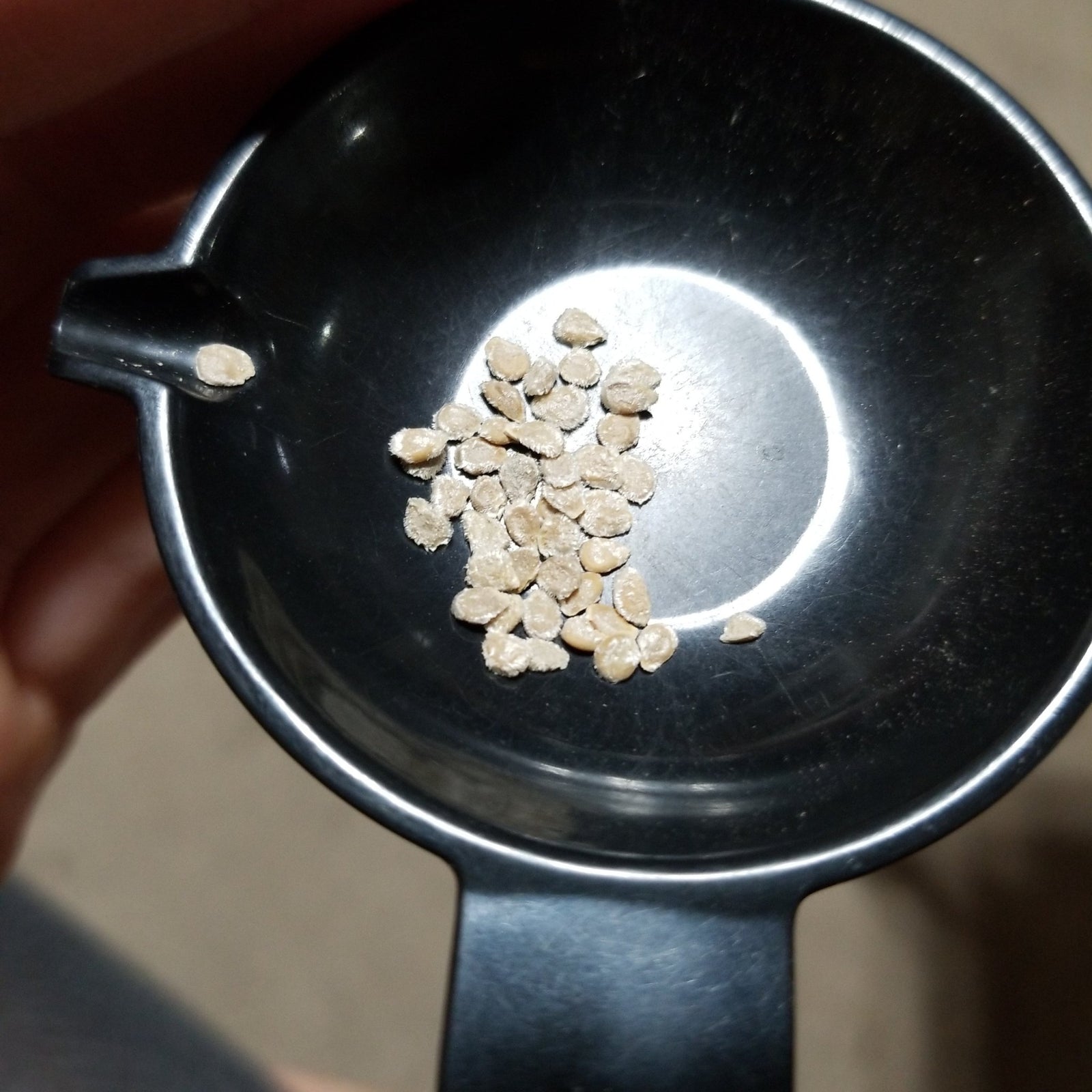 Tomato - Cherokee Purple (Heirloom) - Whitwam Organics