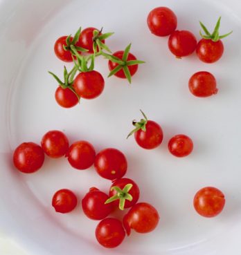 Tomato - Everglade Cherry (Florida heirloom) - Whitwam Organics