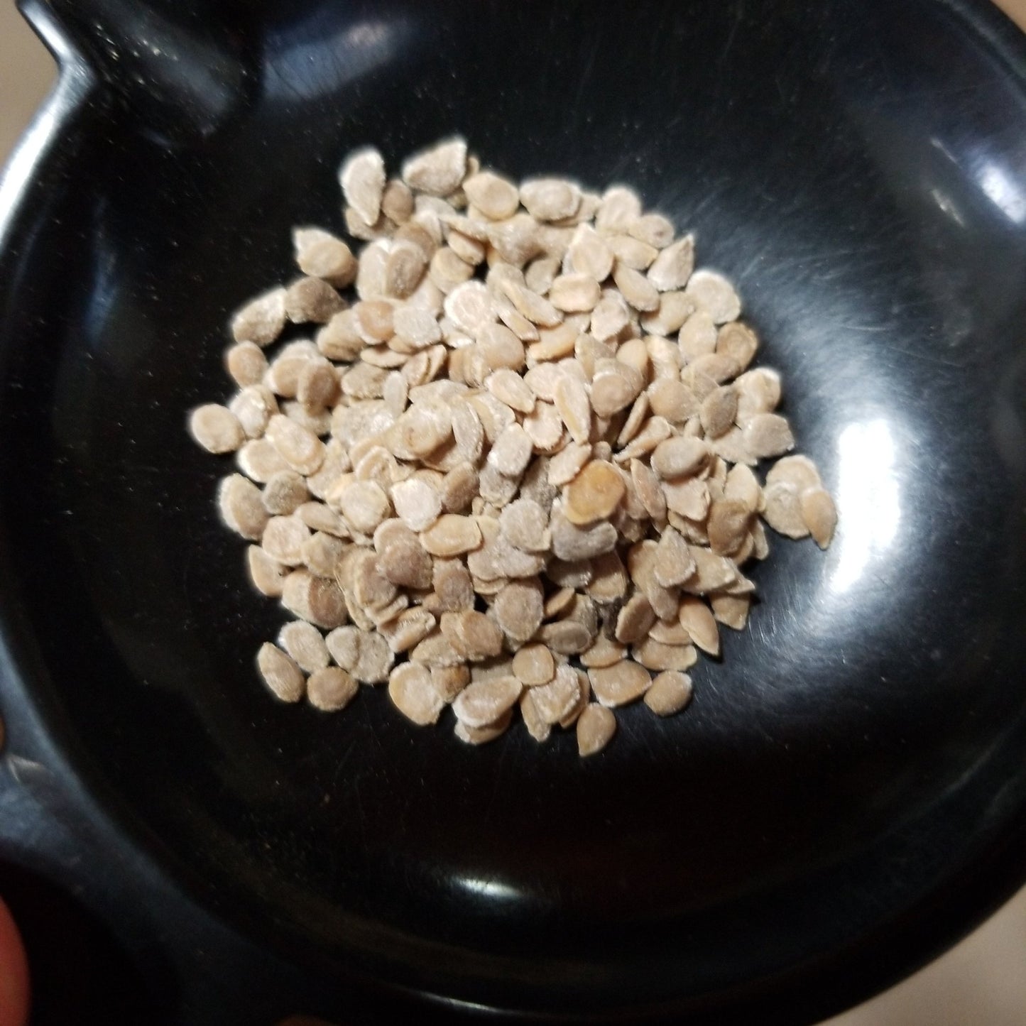 Tomato - Floridade (Determinate) (Florida heirloom) - Whitwam Organics