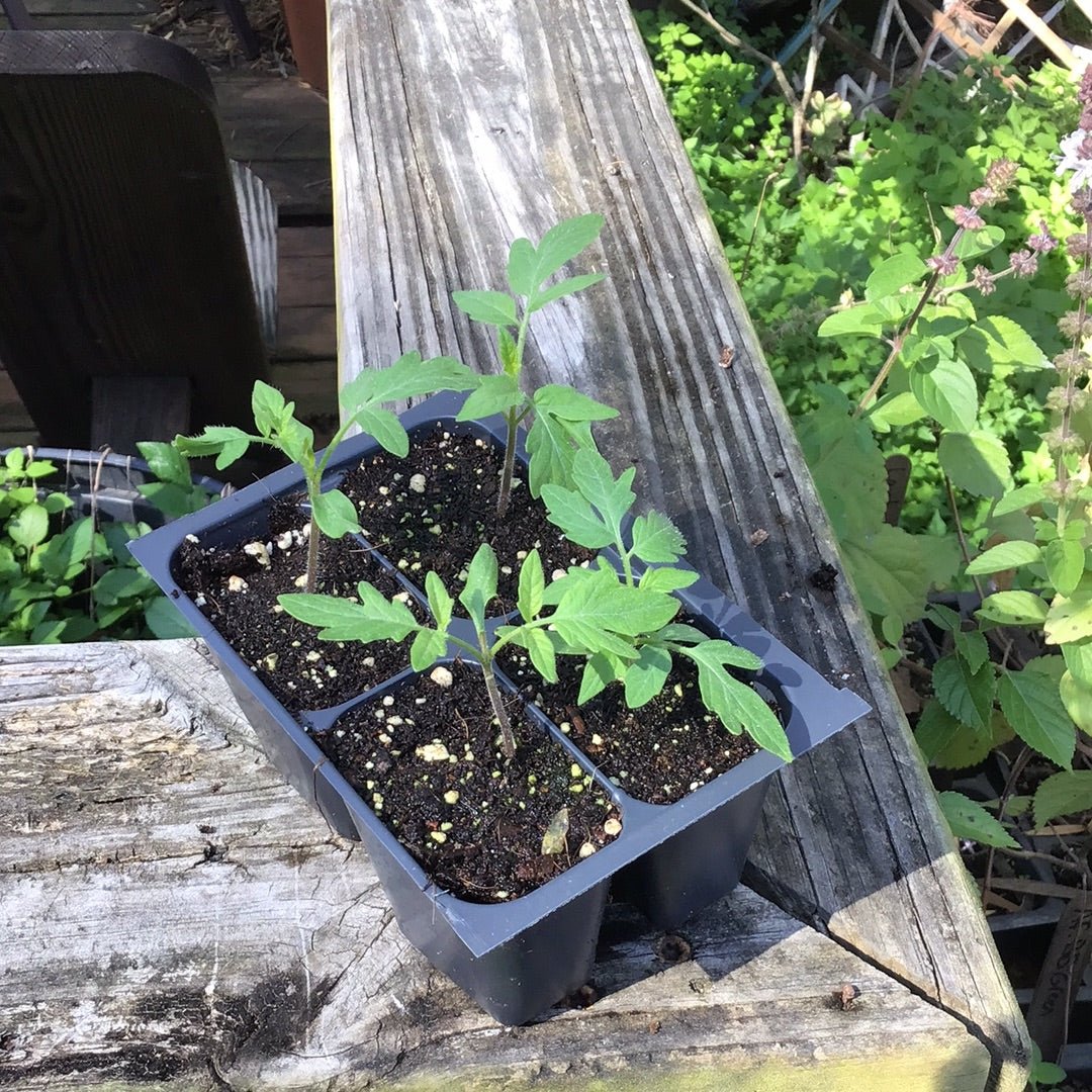 Tomato - Floridade (Determinate) (Florida heirloom) - Whitwam Organics