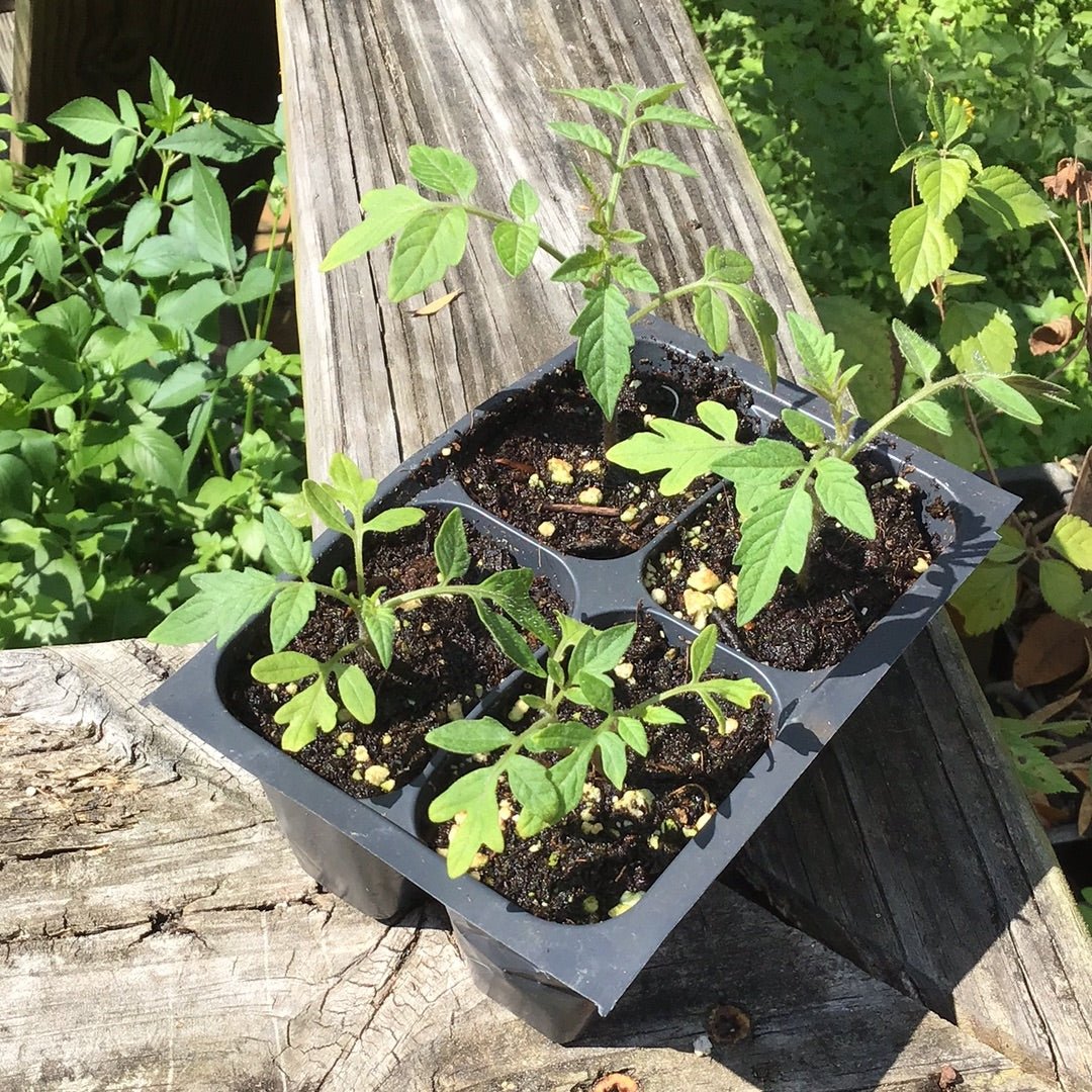Tomato - Homestead (Determinate) (Florida heirloom) - Whitwam Organics