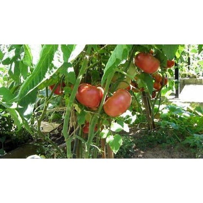 organic brandywine tomato plant 4.5 inch pot Tomato- Red Brandywine (Indeterminate)(Heirloom) – Whitwam Organics