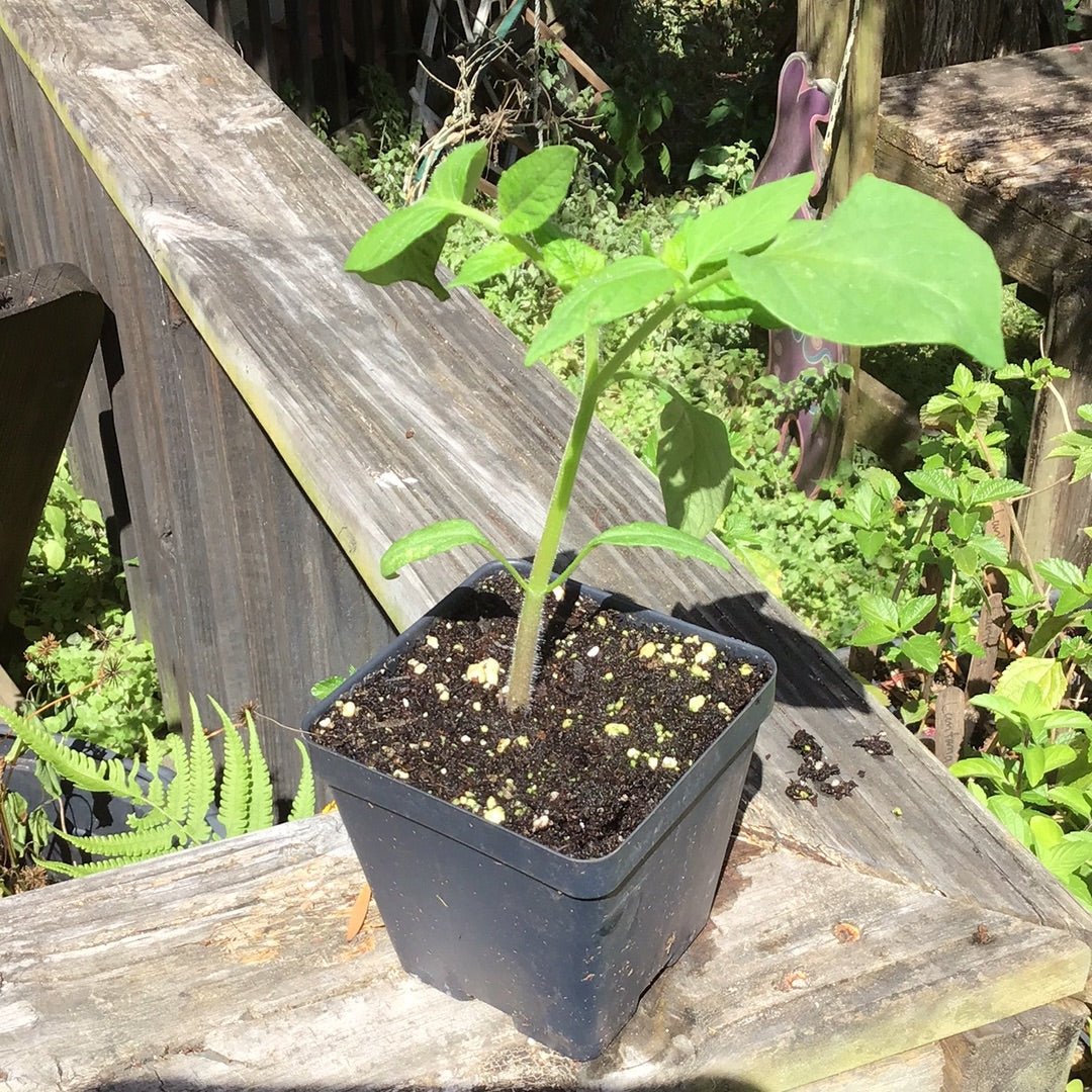 Tomato - Red Brandywine Heirloom - Whitwam Organics