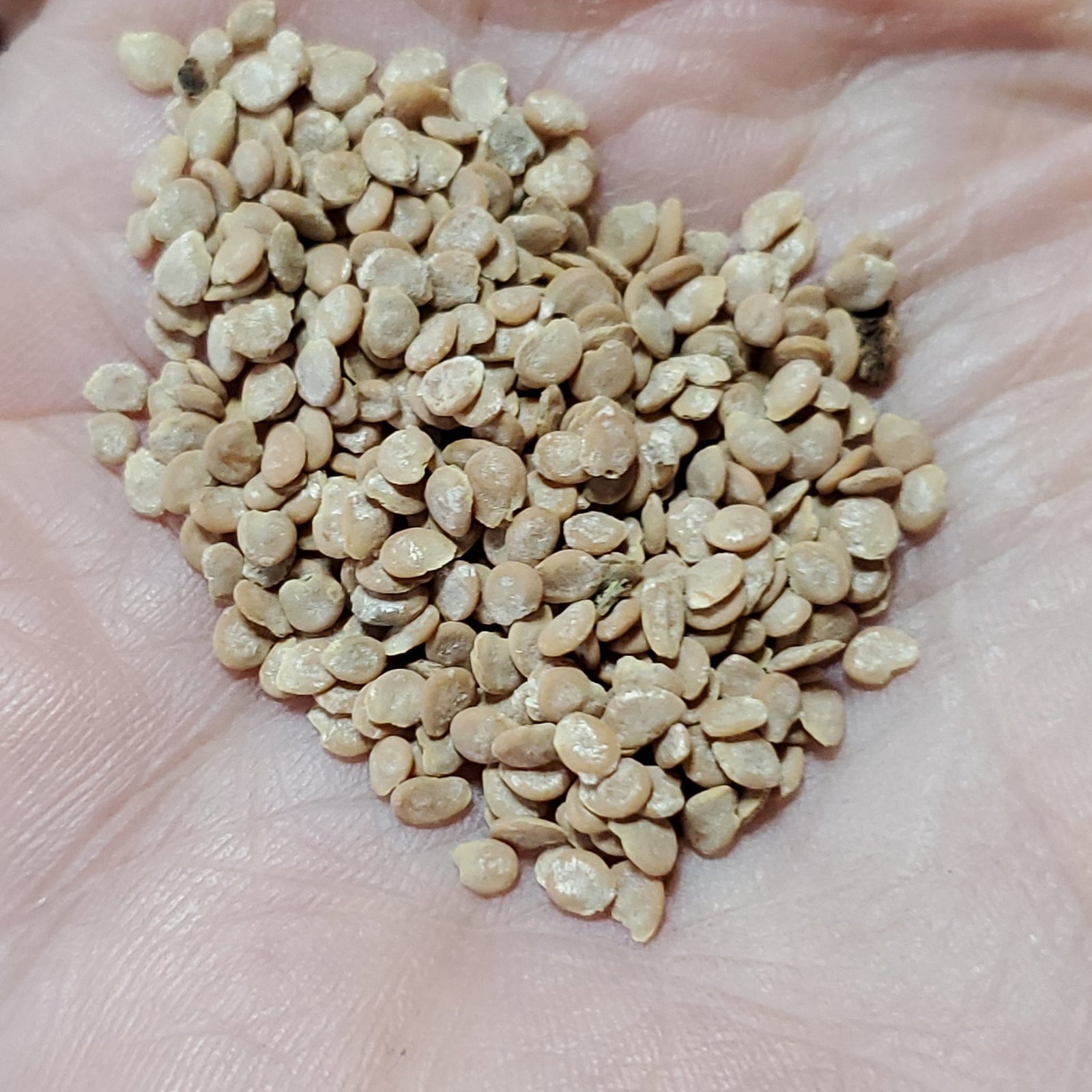 Tomato - Roma Heirloom (Determinate) - Whitwam Organics