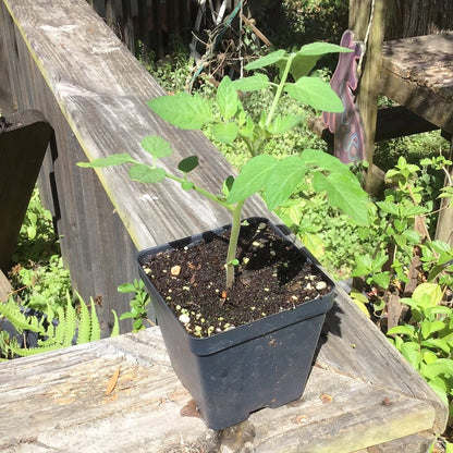 Tomato - Sun Gold Cherry, Hybrid - Whitwam Organics