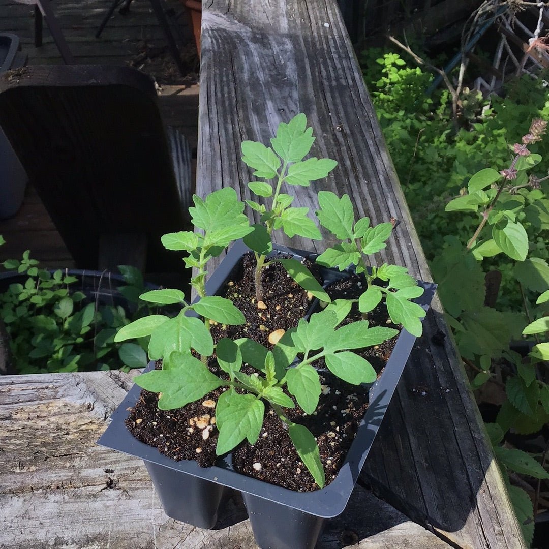 Tomato - Sun Gold Cherry, Hybrid - Whitwam Organics