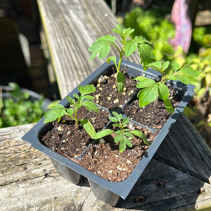 Tomato - Sweetie Cherry, Heirloom - Whitwam Organics