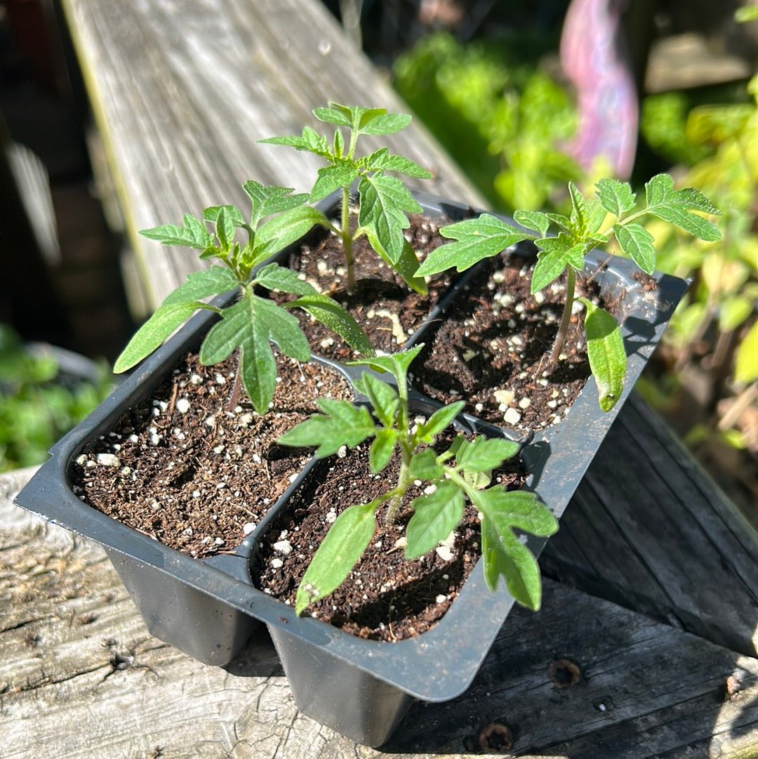 Tomato - Yellow Pear - Whitwam Organics