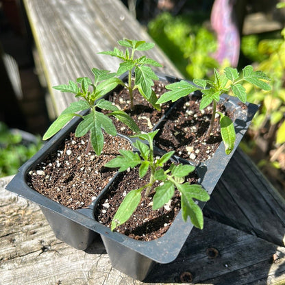 Tomato - Yellow Pear - Whitwam Organics