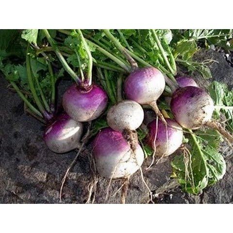 Turnip - Purple Top White Globe - Whitwam Organics