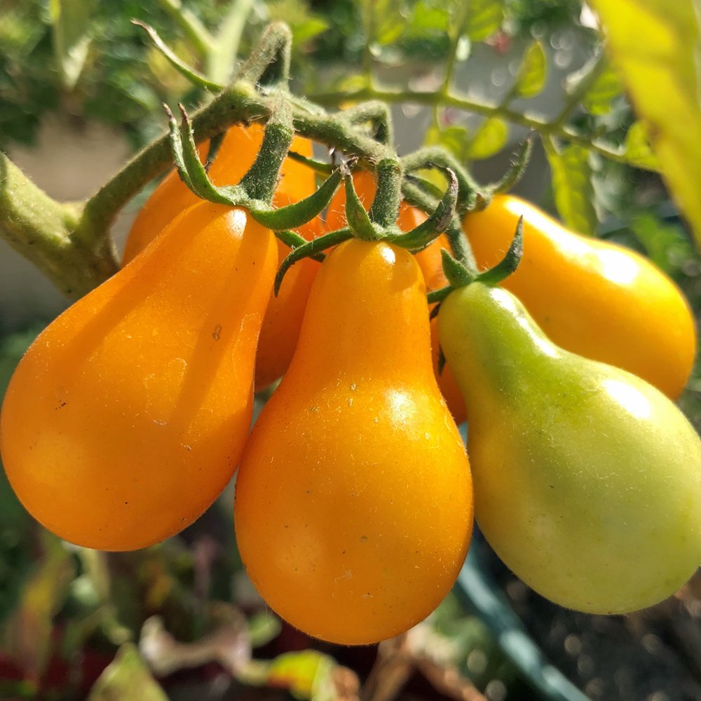Tomato-Yellow Pear